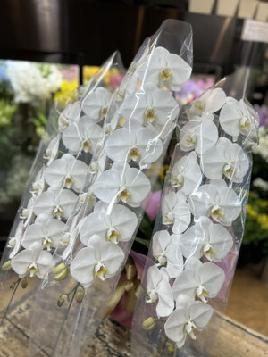 ￥24.200
