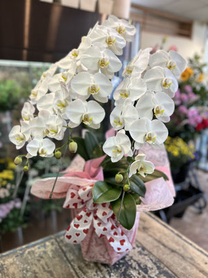 ￥19.800