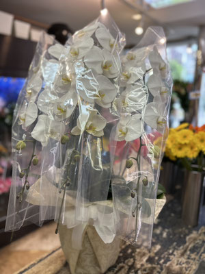 ￥22.000