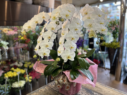 ￥38.500