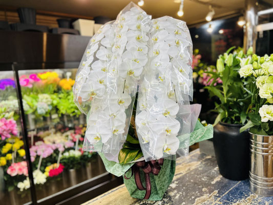 胡蝶蘭5本立 名東区 - 花木香 名古屋市名東区の花屋