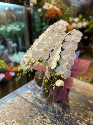 ￥11.000　高さ約65ｃｍ
