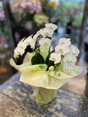 ￥6.600　　高さ約55ｃｍ