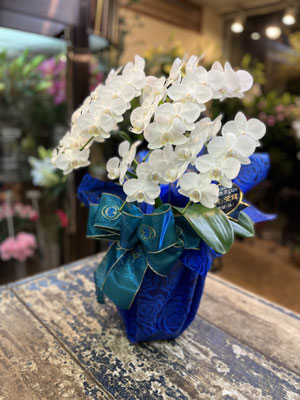 ￥13.200　高さ約65ｃｍ