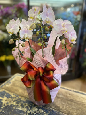 ￥8.800　高さ約60ｃｍ