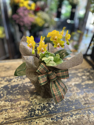 ￥5.500　高さ約50ｃｍ