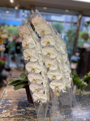 ￥33.000
