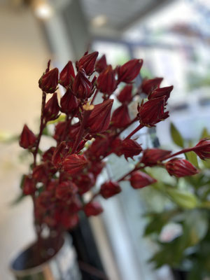紅あおい