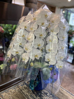 ￥26.400