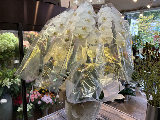 ￥44.000