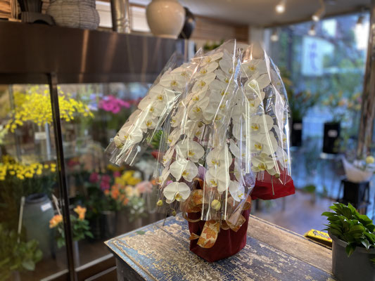 ￥44.000