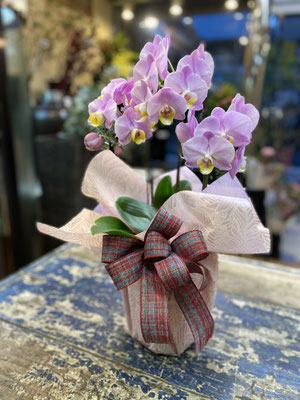 ￥6.600　高さ約55ｃｍ