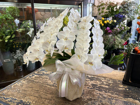 ￥13.200　　高さ約60cm