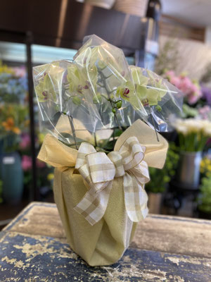 ￥11.000　　高さ約65ｃｍ