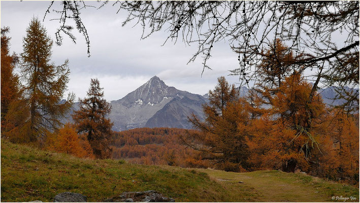 Lärchengold..