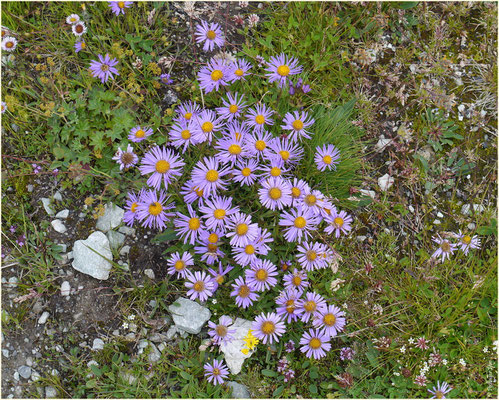 Blumen Susten-Illhorn 10.08.2014