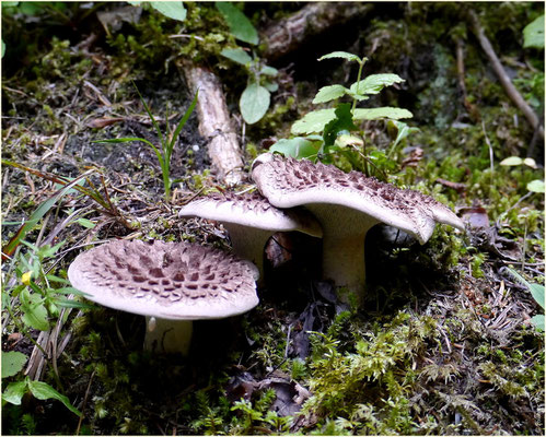 Massenweise Pilze Susten-Illhorn