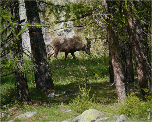 Steinbock Baltschiedertal 18.05.2014