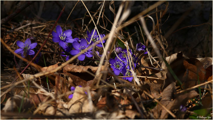 Leberblümchen 18.02.2017