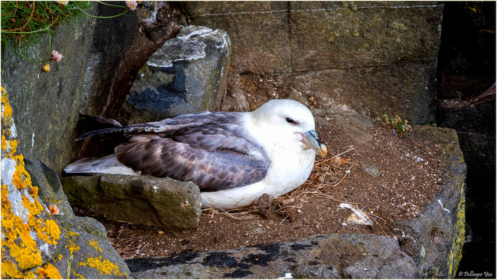 Küstenvogel Fulmar Schottland 2016