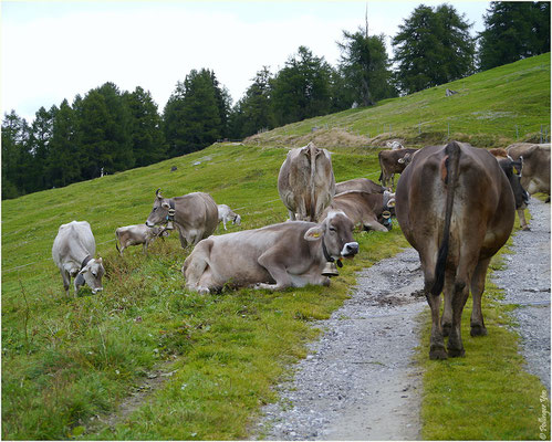 Alpe Frid 25.08.2014