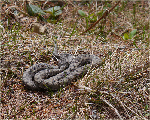 Aspisviper Sonnenbad bei 12 Grad 12.04.2014