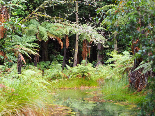 NZ redwoods 21x15