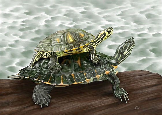  „Schildkrötentaxi“ – Digital Painting, 28,5 x 40 cm