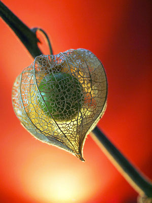 „Herbstlaterne“