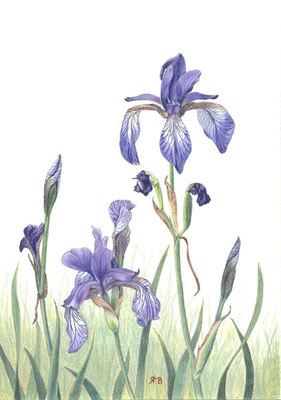 „Sibirische Schwertlilien“ - Farbstifte, Din A4