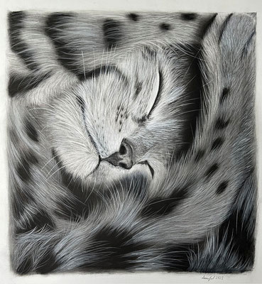 „Sleeping Cat“