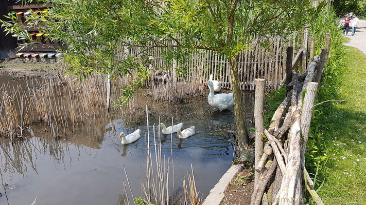 Die Gänse dagegen hatten mehr dagegen, dass hier ein Hund entlang kommt und taten dies auch lauthals kund...