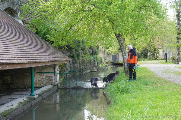 Die Sperre ist eine ideale Trinkstelle für Lenny und Shadow