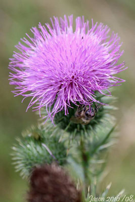Blumen ...