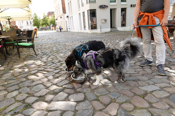 Auch Lenny und Shadow bekommen eine kleine Erfrischung ...