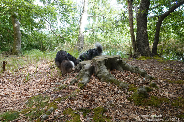 Auf Futtersuche .