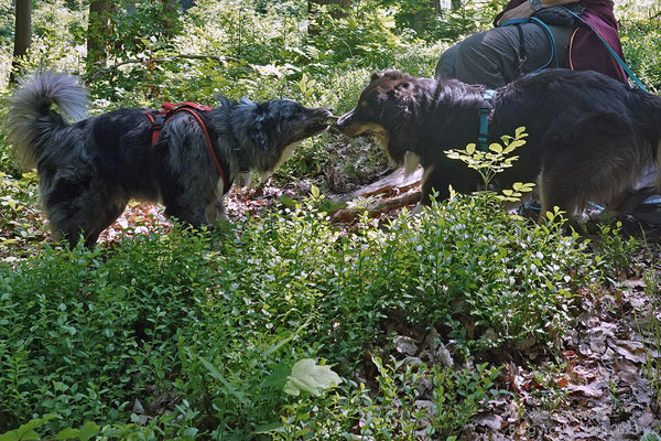 Lenny und Shadow aber haben besseres zu tun 