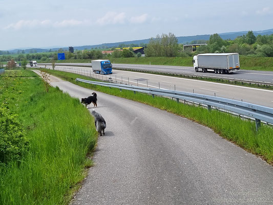 Morgenspaziergang, während Dieter das Wohnmobil für die Abreise vorbereitet. Und weil hier links und rechts Zäune stehen, darf Lenny frei laufen