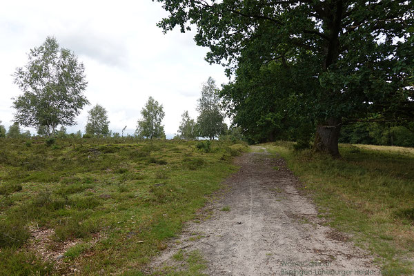 Anfänglich bietet die Heide für uns ein ungewohntes Bild mit den vielen Bäumen