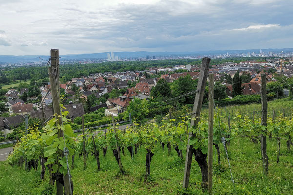 Auf dem Spaziergang am Tüllinger Hügel oberhalb von Weil