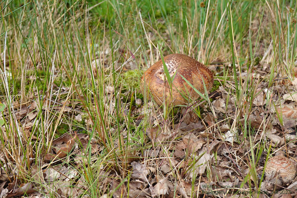 Ein Pilz am Wegesrand