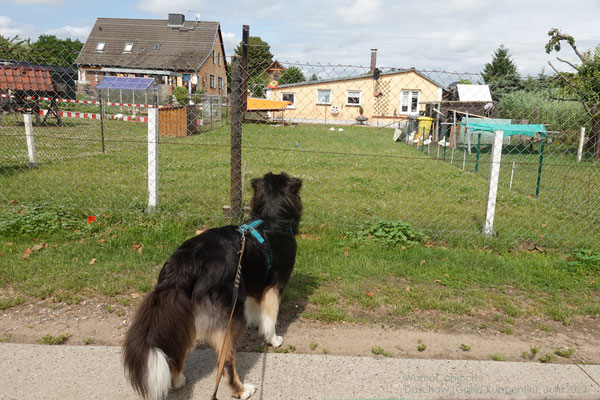 Lenny beobachtet interessiert die Gänse im Garten