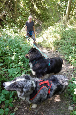 wenn man sich nicht an den Hunden festhalten kann :-)