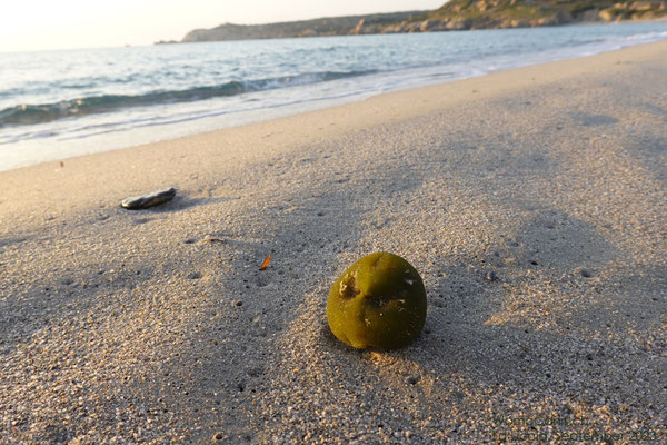 Codium bursa 