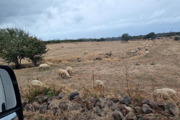 Eine Schafherde, die bei der kargen Landschaft sehr genügsam sein muss