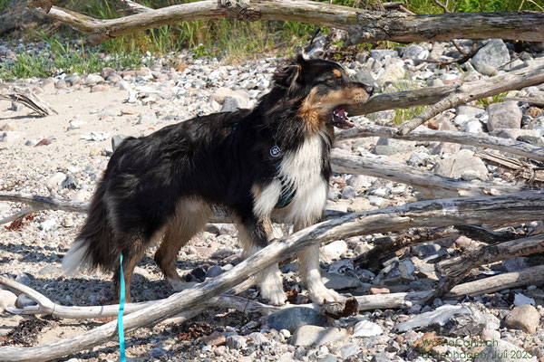 Lenny interessiert sich mehr für das Holz am Strand, das er zerkleinern kann.