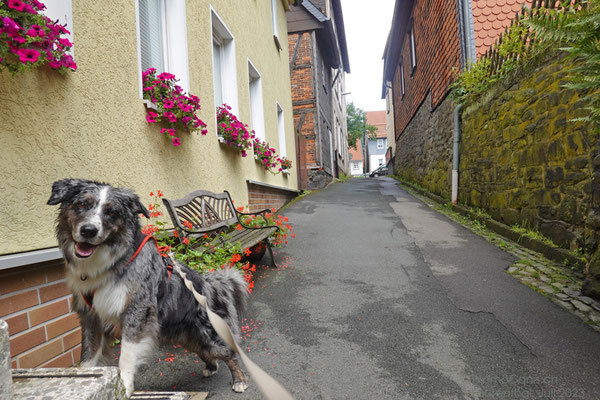 In der Bäckerstrasse - und wenn Frauchen fotografiert, posiert Shadow natürlich gleich