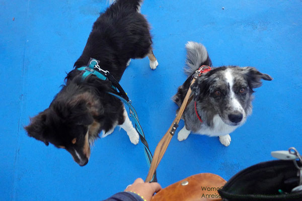 Nur einmal muss Lenny schimpfen, weil ihn ein Labbi ankeift - alle anderen Hunde hat er ignoriert 
