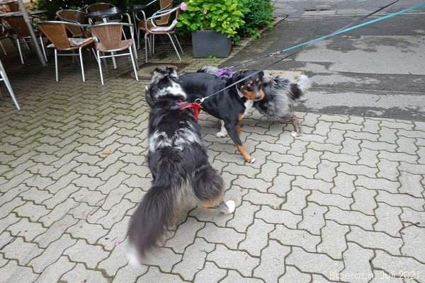 Begrüssung des fremden Hundes