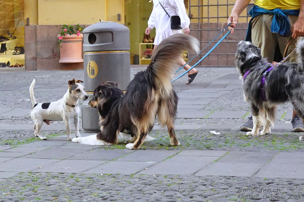 Lennys Vorderkörpertiefstellung zeigt, dass ihn das Verhalten des Terriers auch ein wenig irritiert